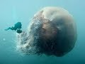 Самая большая медуза Cyanea capillata arctica или Цианея гигантская
