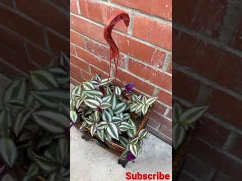 Awesome Tradescantia Zebrina
