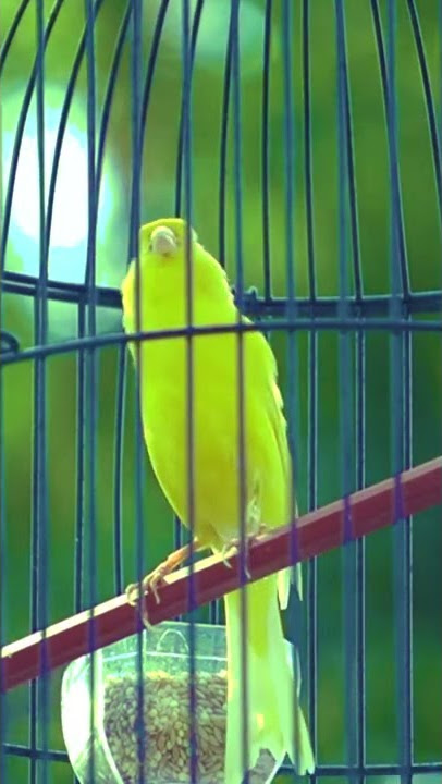 KENARI ISIAN LOVEBIRD NGEKEK PANJANG