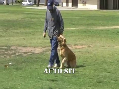 dog boot camp los angeles dog boot camp los angeles
