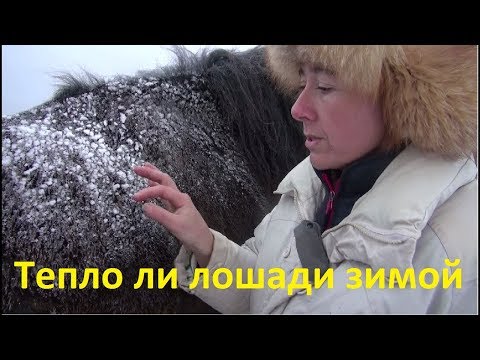 Видео: Зимний уход за старшей лошадью - 4 совета, как помочь вашей лошади зимой