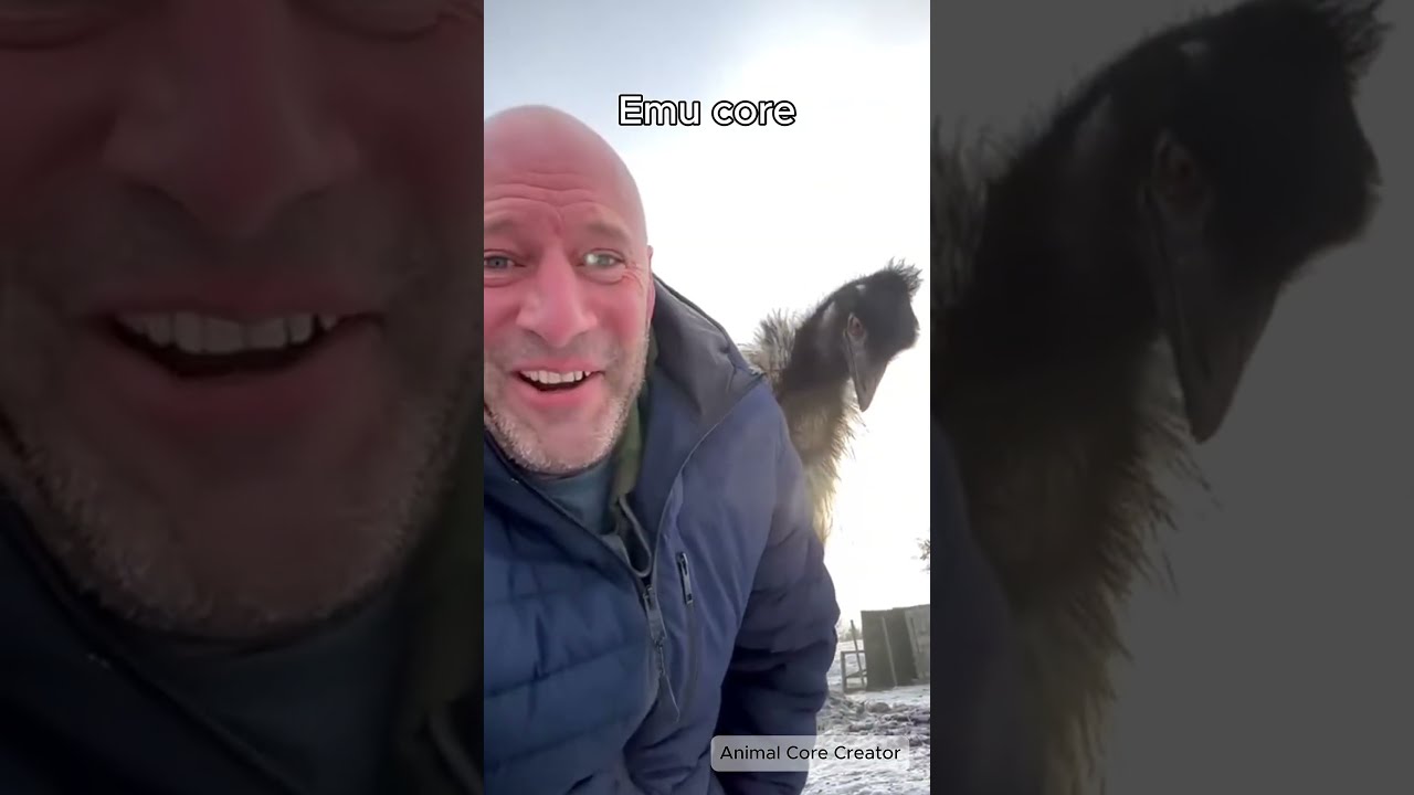 Emu Core Emus Animalcore Emucore