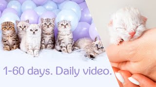 Шотландские котята 1-60 день. Scottish kittens. Daily video 1-60 days. 蘇格蘭小貓