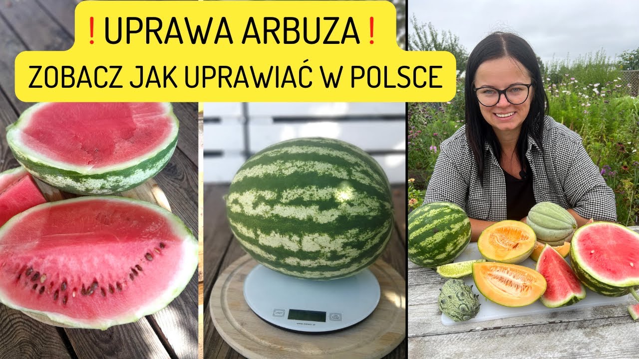 Jak Ma Na Imię Arbuz Z Gangu świeżaków JAK UPRAWIAĆ ARBUZY? UPRAWA ARBUZA W POLSCE. KIEDY SIAĆ ARBUZY