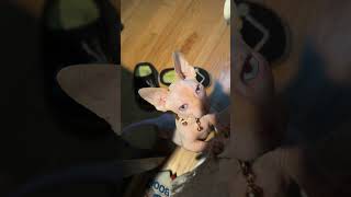 My Biscuit🤎 #catlife #cat #itscominghome #sphynx #kitten