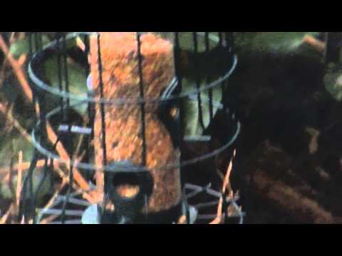 CAGED BIRD FEEDER
