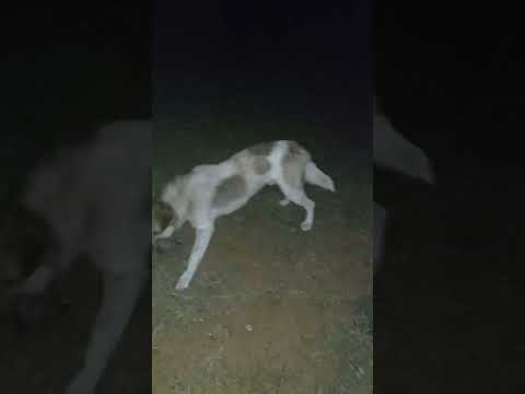 هجوم كلب الاطلس على القنفود