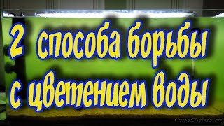 ЗЕЛЕНАЯ ВОДА В АКВАРИУМЕ! КАК ИЗБАВИТЬСЯ ОТ ЦВЕТЕНИЯ ВОДЫ В АКВАРИУМЕ!