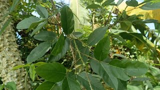 OBAT ALAMI CACAR AIR TERAMPUH......Mengenal pohon cangkring/ dadap duri bagian 1