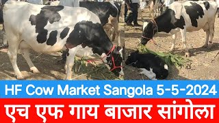 एच एफ गाय बाजार सांगोला / HF Cow Market Sangola / चालू बाजारभाव 2024