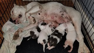 avalanche dog collar