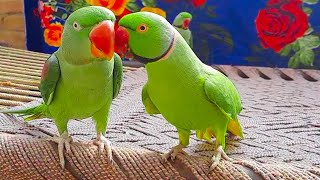 Some Unforgettable Moments Of My Talking Parrot Family by Talking Parrot 5,531 views 2 months ago 4 minutes, 2 seconds