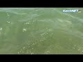 Чистое море у керченских берегов