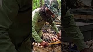 Cutting Fresh Honeycomb For My Customerharvesting And Cutting Honeycomb Fresh From The Hive