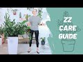 How To Grow A Happy ZZ Plant - Care Guide - Zamioculcas Zamiifolia 🌱