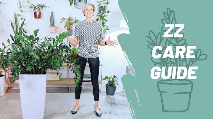 How To Grow A Happy ZZ Plant - Care Guide - Zamioculcas Zamiifolia 🌱