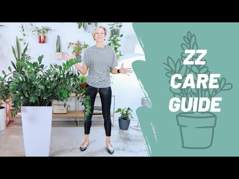 Video: Bệnh Zamioculcas và cách điều trị: mô tả, ảnh