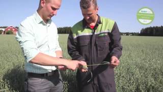 Huippufarmari Haussa Mäenpään Isännän Harrastuksena Viljely