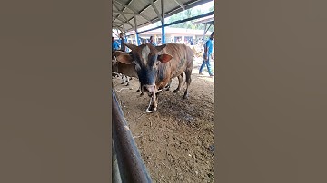 Sapi moo, suara sapi, sapi lucu, sapi joget #shorts #cow #cowsound #funnycow