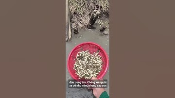 mùa nước nỗi miền tây trúng mánh ổ cá rô đồng nhìn mà thấy mê luôn mọi người ạ