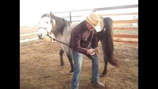 Picking Up the Feet of a Horse that Doesn't Like Feet Being Handled