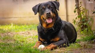 Why the Rottweiler is the Ultimate Smart Dog Breed
