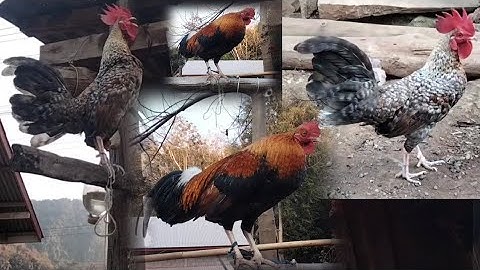 qaib dib kais zoo nraug tiag2 qua zoo kawg nawb nyiam ce maj txog caij dib lawm tiag 23876723/01/26