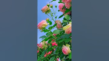 Easy and Beautiful Flower Garden Inspiration // How to Create a Stunning Garden(easy decor)#34