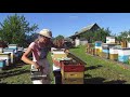 Снимаем мед. 2017 год. Альпийский улей.