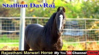 Horse Marwari  ll  Stallion Dev Raj  Horse  ll Dev stud Farm Rajsamand