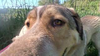 Max@Landracefarmlgdrescue by Land Race Farm LGD Rescue 246 views 6 days ago 8 minutes, 55 seconds