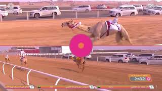 ش7 سباق المفاريد (عام) مهرجان ولي العهد بالمملكة العربية السعودية 10-8-2021ص