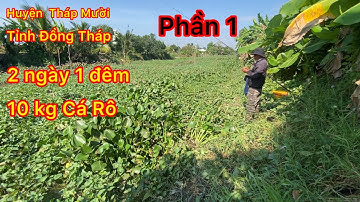 câu cá rô đồng ở . Tháp mười Đồng tháp con kênh cá ăn như nuôi không còn gì để nói