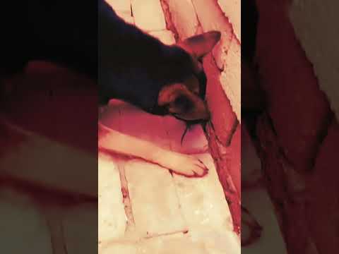 الكلبه تحب تلعب ويه الفأره بس جانت نيتها اكل