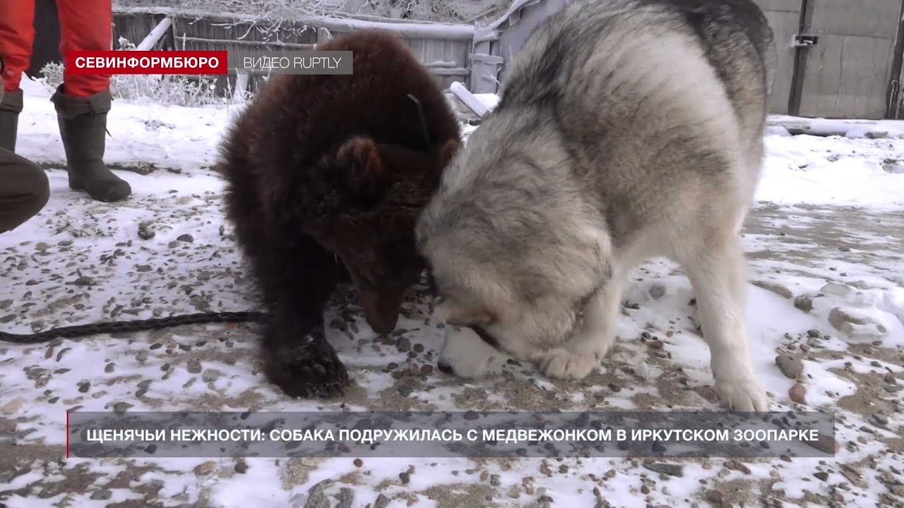 Скорость сибирского медведя. Маламут медведь. Сибирский медведь собака. Сибирский мишка собака. Медведь и собака в зоопарке СПБ.