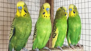 12 Hour Happy Singing & Eating Parakeet Budgies Birds, Reduce Stress of Lonely Quiet Birds