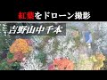 【奈良吉野】中千本の紅葉をドローン空撮