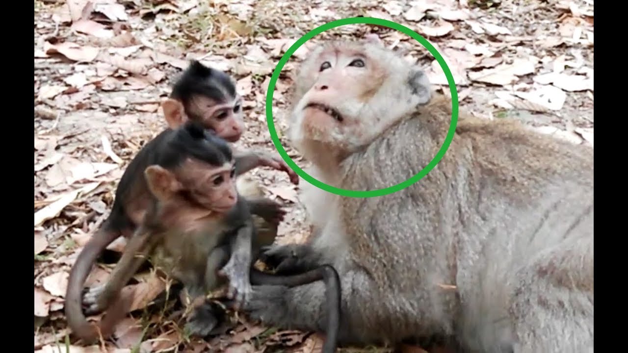 Very Sad Donkey Sick Vino Come to Visit Him - Little Monkey - Donkey Look No Power all animals photos