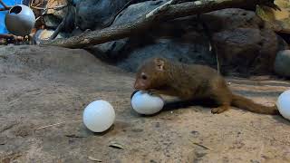 Tiny Dwarf Mongooses Crack Open Eggs For Treats