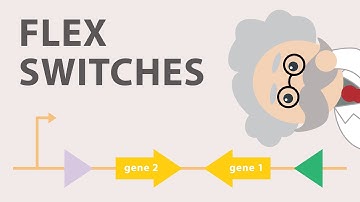 Conditional gene expression using the Cre Lox FLEx vector switch!