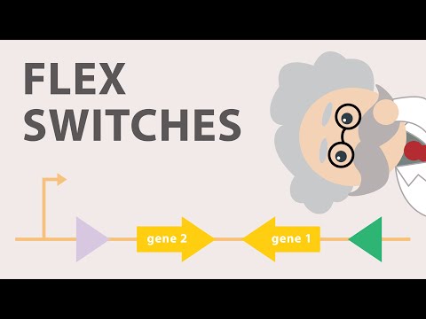 Conditional gene expression using the Cre Lox FLEx vector switch!