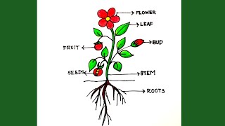 easy parts of a plant drawing|diagram of parts of plants|labelled diagram of parts of plants
