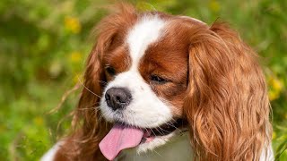 Gift Ideas to Make Your Cavalier King Charles Spaniel's Christmas Unforgettable