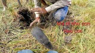 Vô cánh đồng chuột rất nhiều và thêm những con chuột cống khổng lồ ẩn mình trong hang giữa đồng