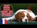 Getting To Know Your Dog's Breed: Brittany Spaniel Edition の動画、YouTube動画。