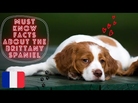 Βίντεο: Υποαλλεργική, Υγεία και Διάρκεια Ζωής Brittany Dog Breed
