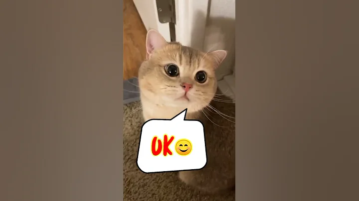 Video 1642041: persian kitten, cutecat cutekitten, cutecat kucing, cute cat