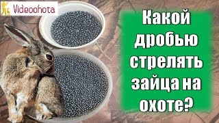 Какой дробью стрелять зайца на #охоте? Videoohota Какой дробью стрелять зайца на #охоте? Videoohota