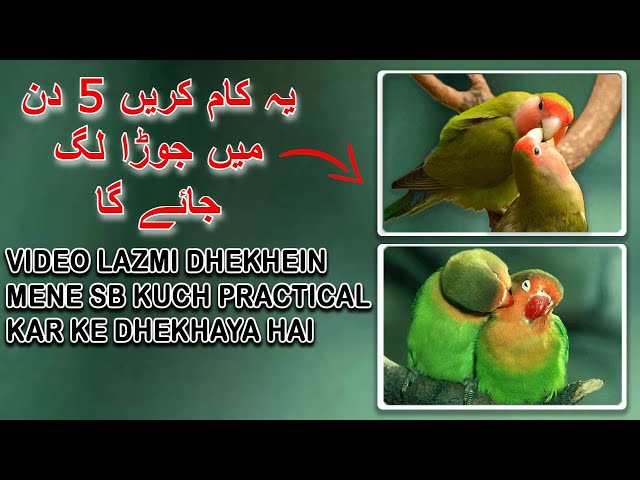 Lovebird Ka Pair Nahi Ban Raha Ye Tariqa Azmayen 5 din me Pair Ban jayga 100% | AA BIRDS INFORMATION class=