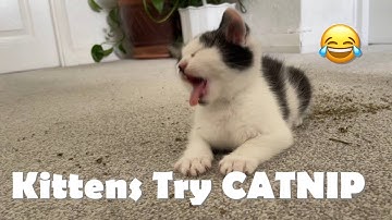 Kittens Try CATNIP for the First Time! (Funny Reaction)😹